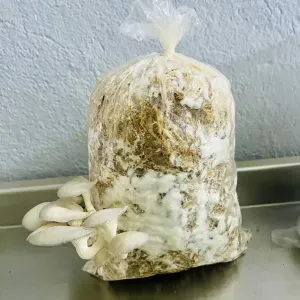 Valorisation du marc de café pour la culture de champignons
